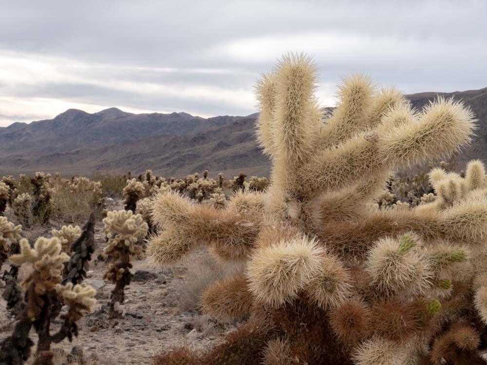 a cactus in the desert