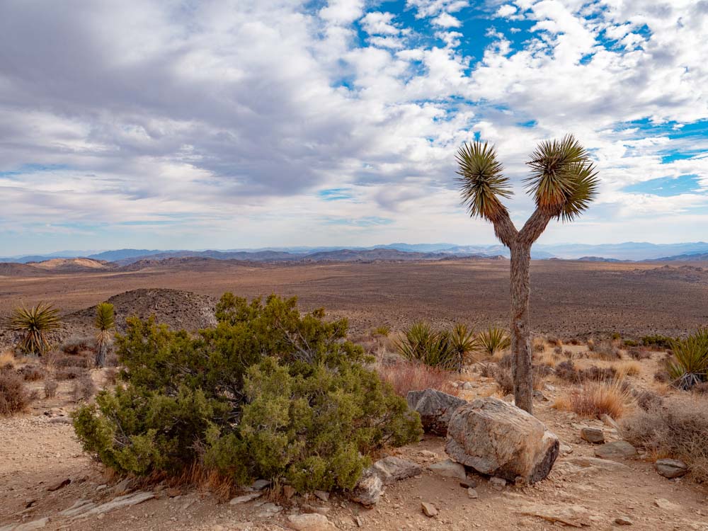 a desert landscape with a tree and bushes