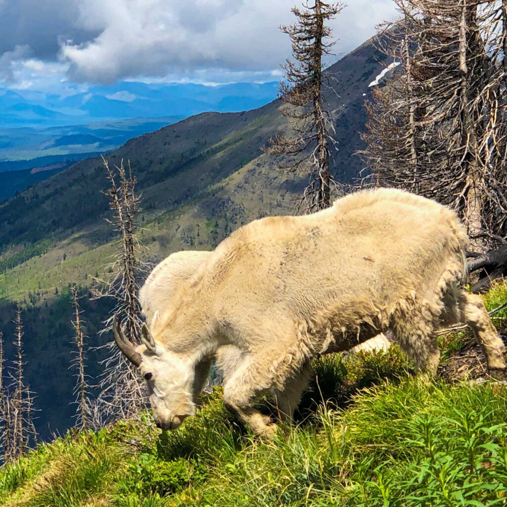 A large mountain goat in Glacier National Park