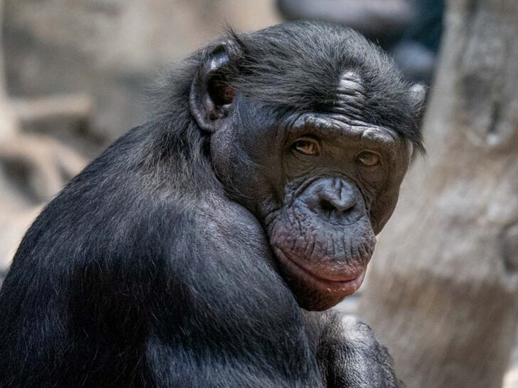 Portrait of a bonobo ape at the Cincinnati Zoo