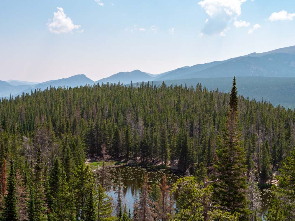 a forest with a lake in the middle