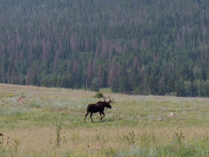 Moose walking in a field in Rocky Mountain National Park Colorado