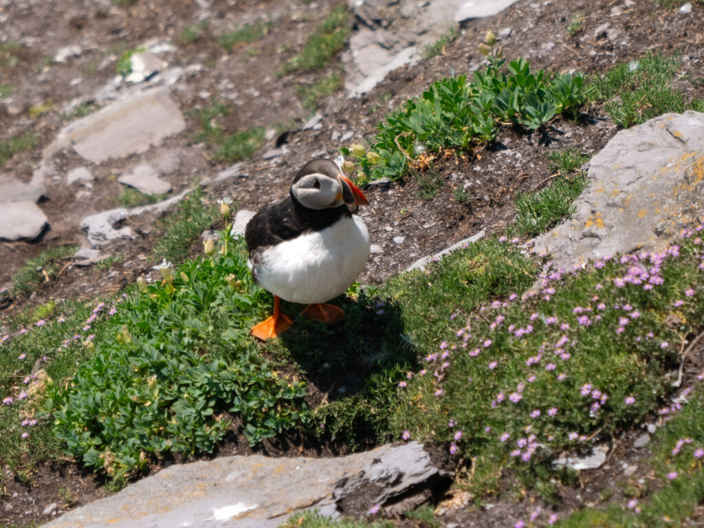 A small white and black puffin