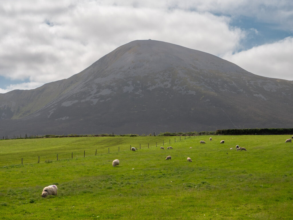 Green field with sheep at the base of Croagh Patrick