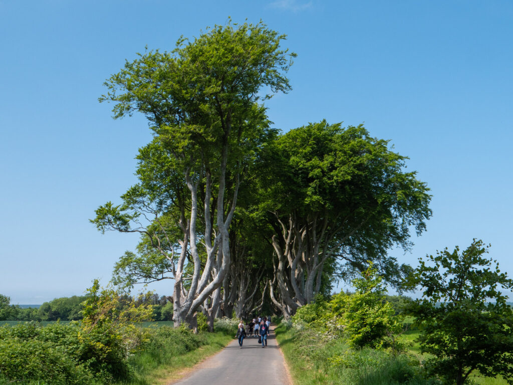 The Dark Hedges, Ireland