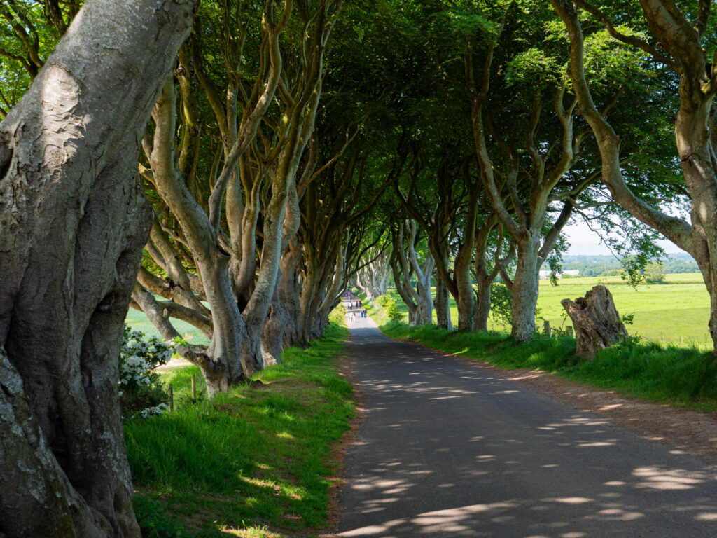 a road with trees on the side