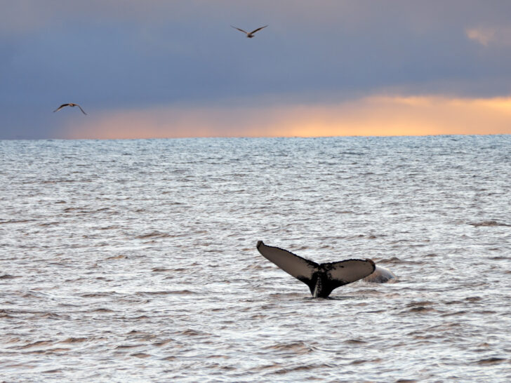 A humpback whale tail above water in the Arctic Ocean