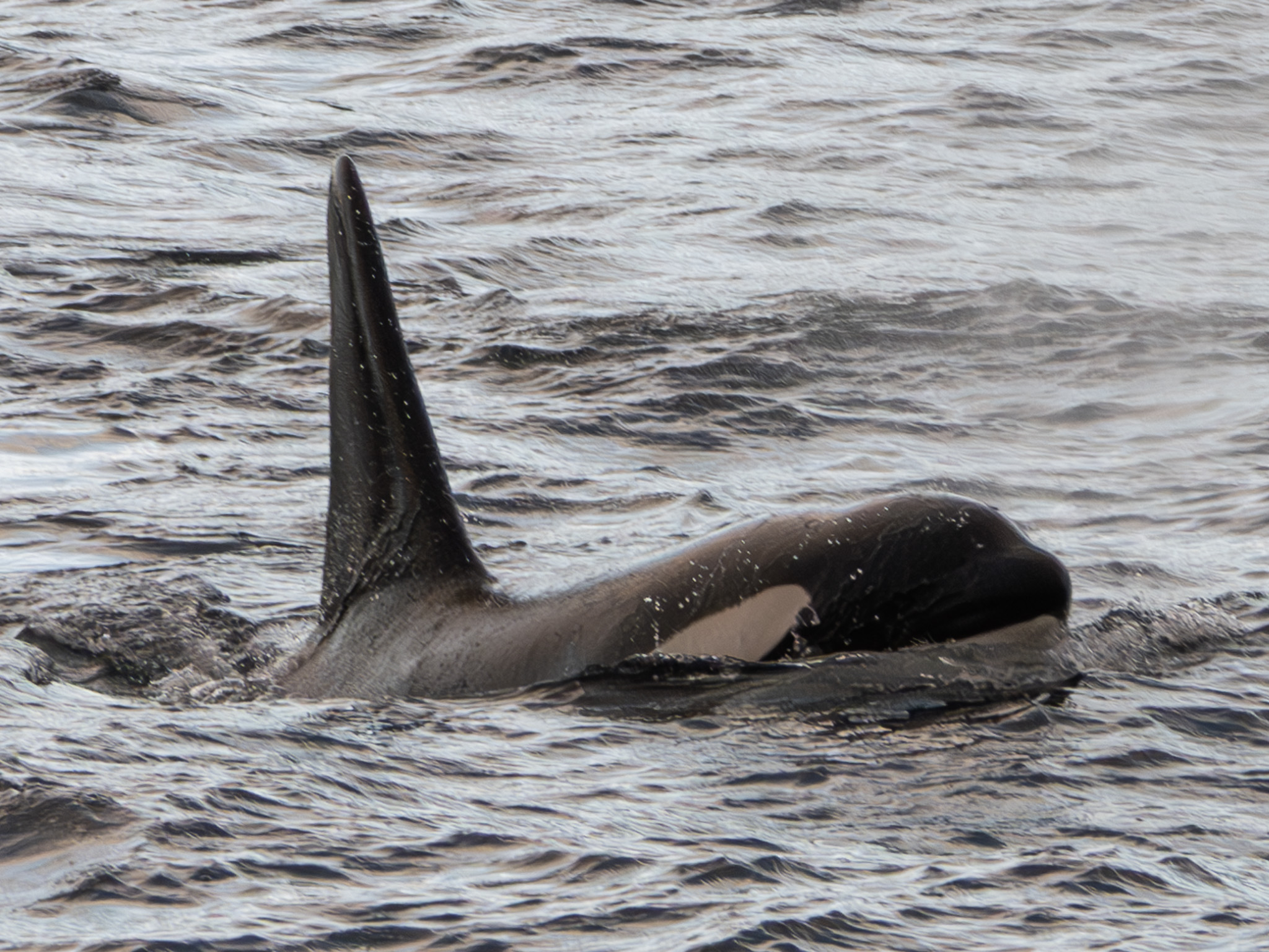 a whale swimming in the water