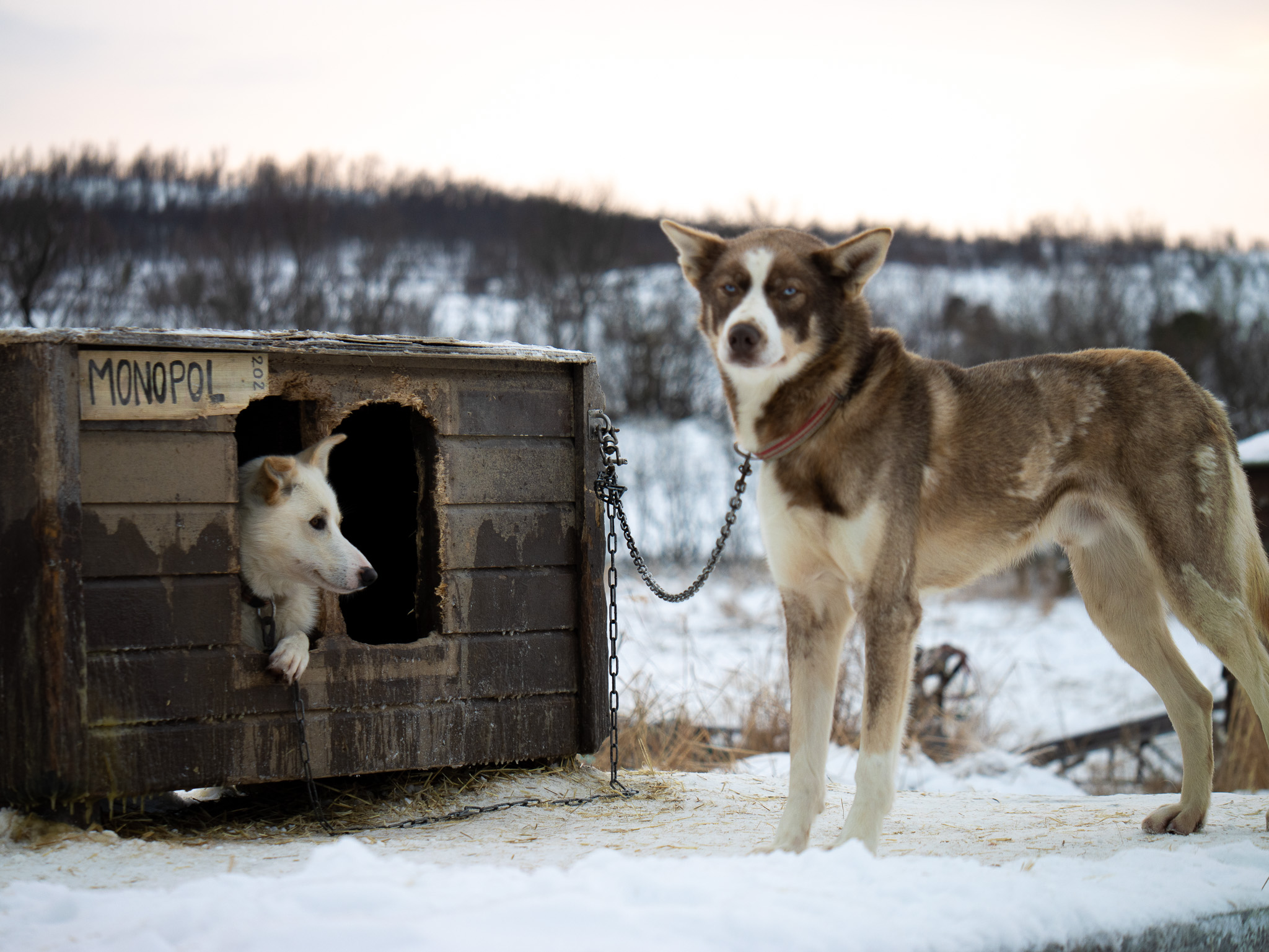 Huskies & Northern Lights