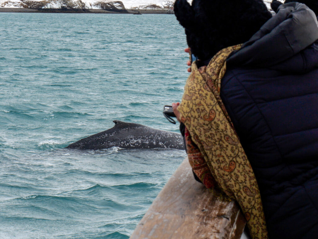 Woman watching a humpback whale from a ship in Reykjavik Iceland