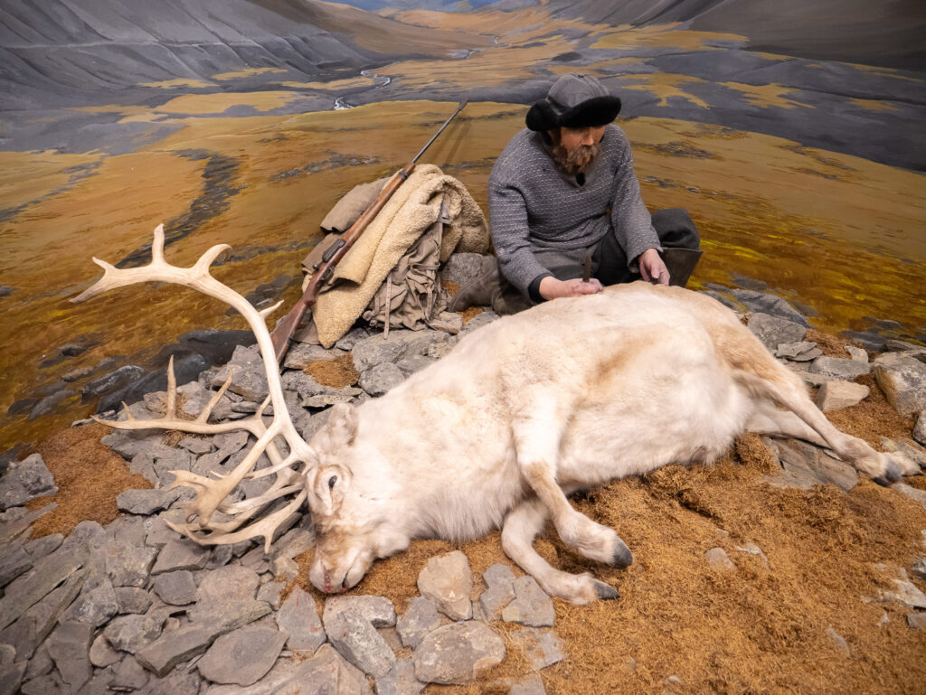 Man posing with a reindeer in a museum exhibit