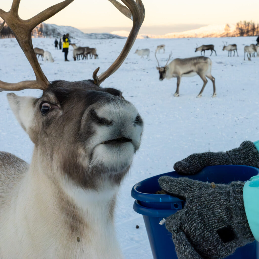 Surprised looking reindeer feeding from a bucket