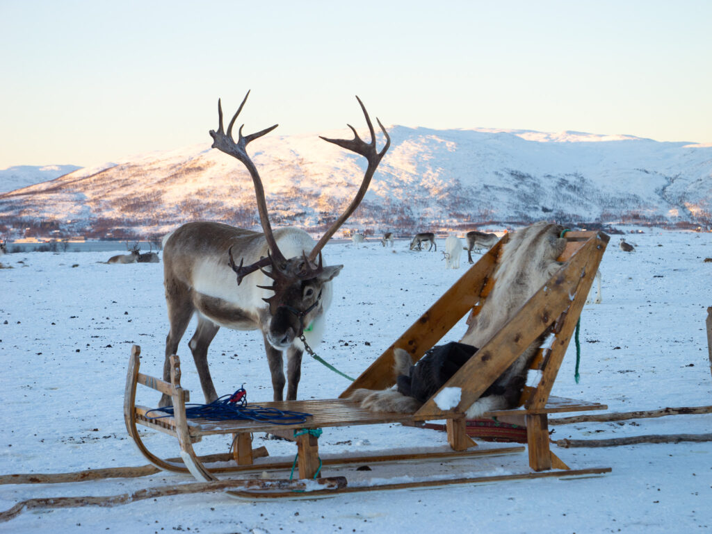 Reindeer waiting near a sled in a snowy landscape