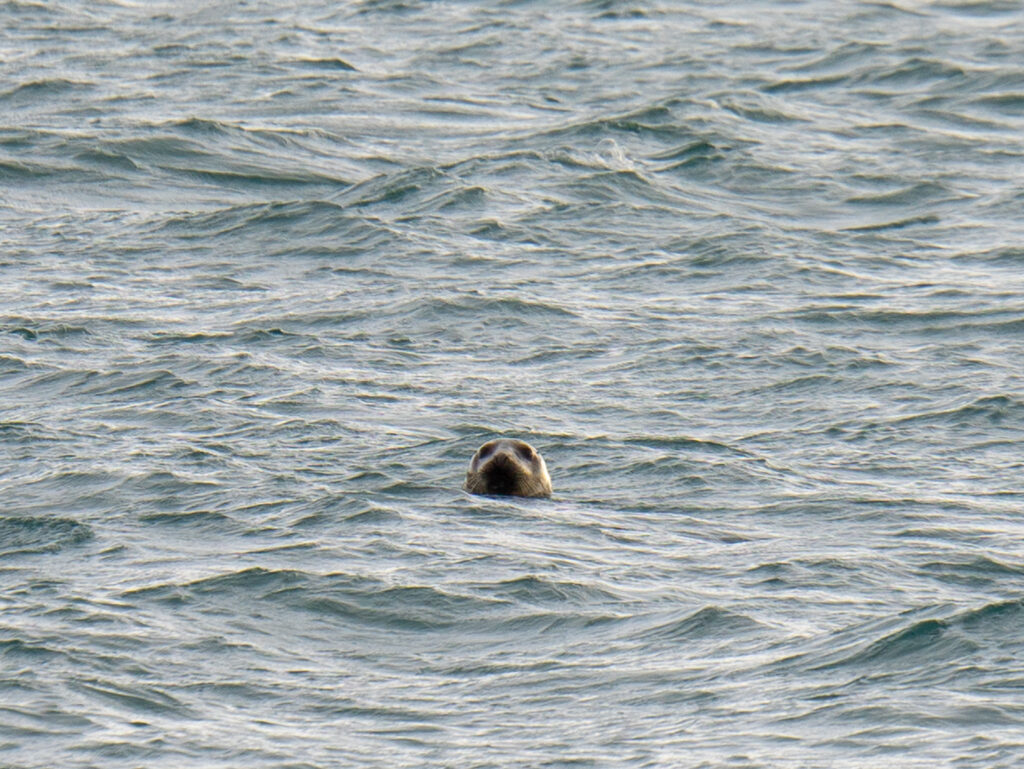 A seal popping its head above water in Reykjavik Harbor Iceland