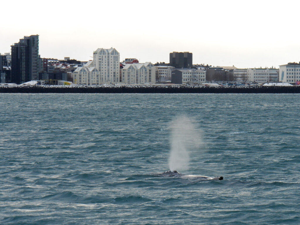 Humpback whale spraying water above the surface in Reykjavik Harbor