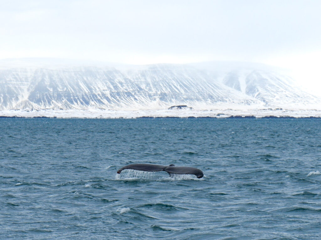 Photo of a humpback whale tail in Reykjavik Harbor, Iceland