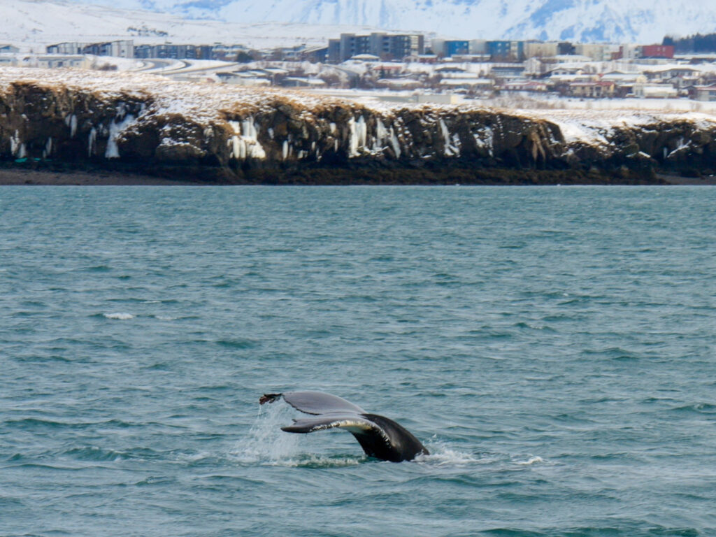 A humpback whale tail breaks above water in Iceland