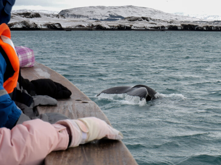 Humpback whale tail exposed during whale watching in Iceland