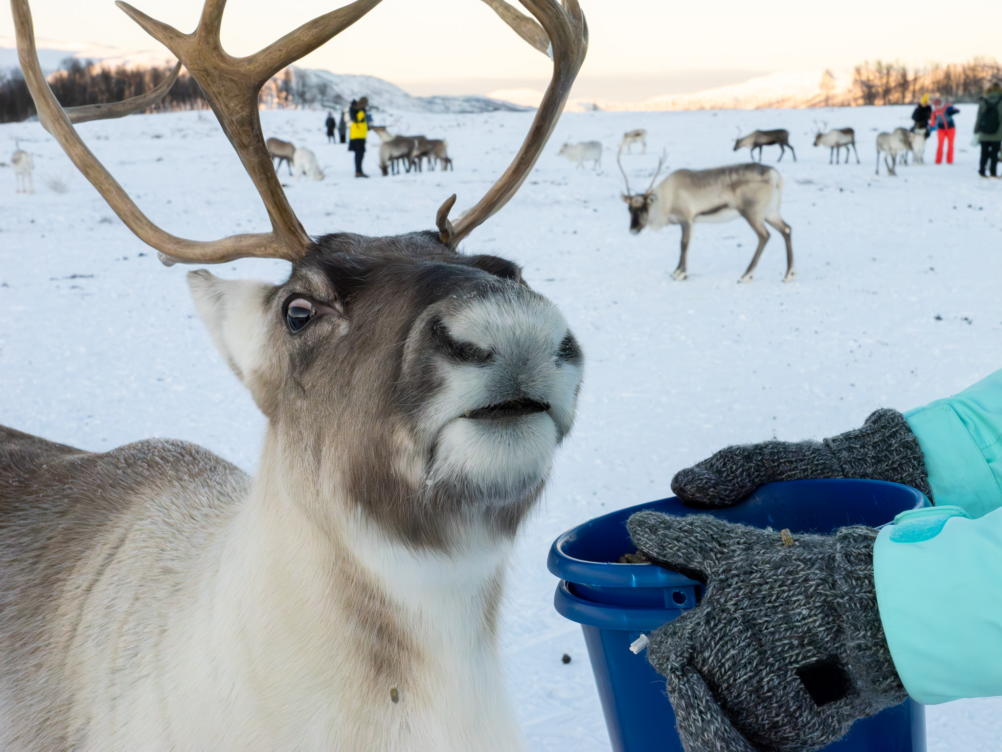 baby reindeer