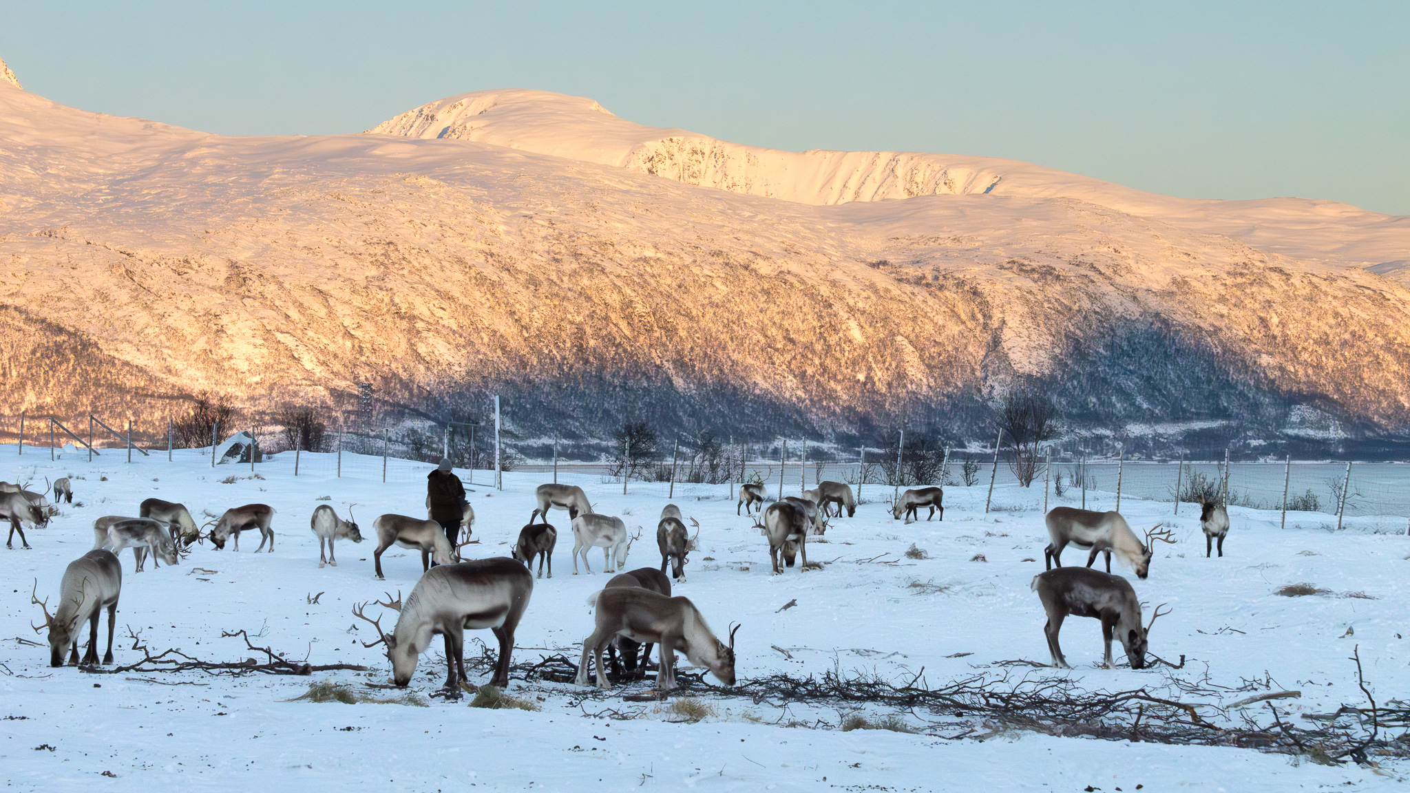 Sami Reindeer Experience