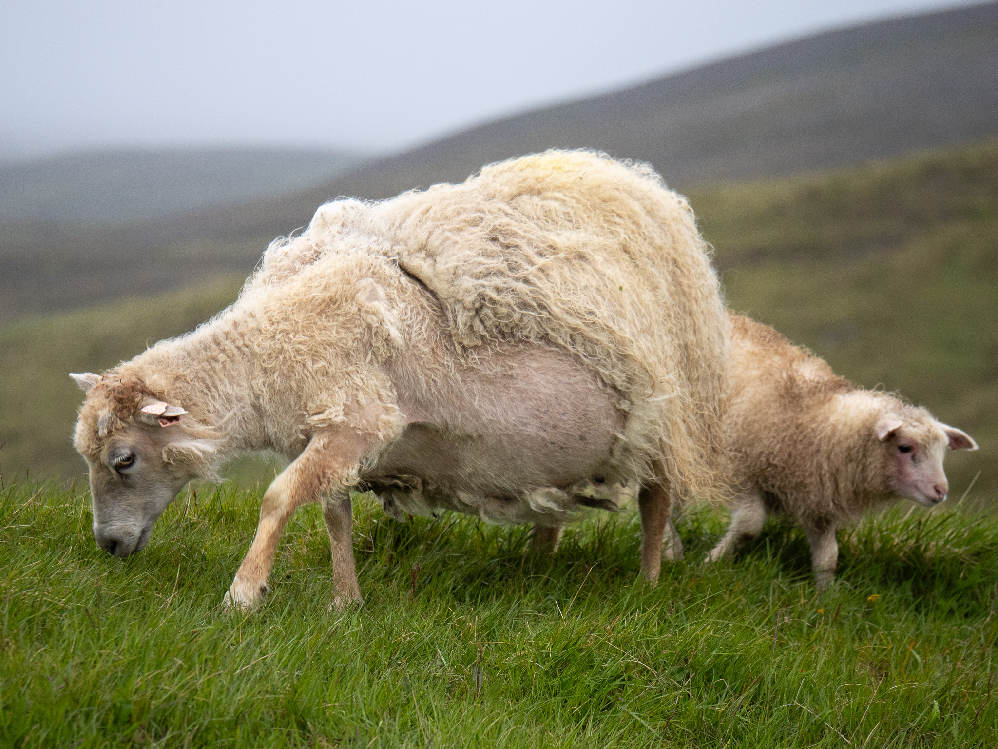 Icelandic Sheep